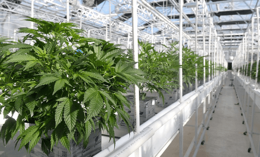 marijuana industry financing